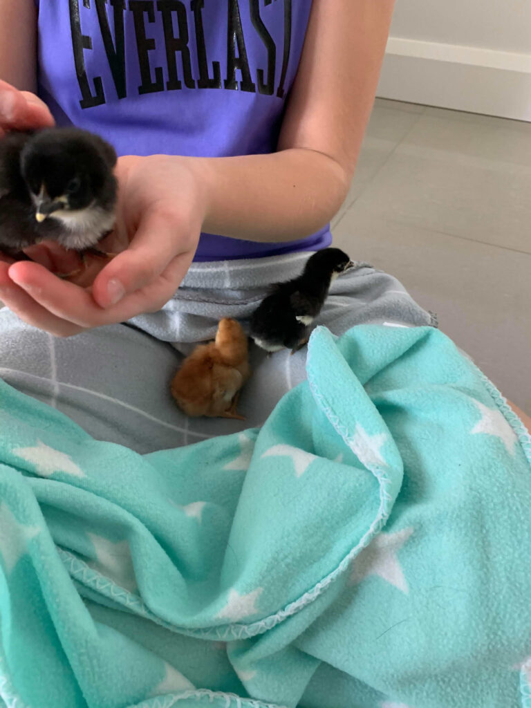  Baby chicks can be such a positive experience for kids and big kids too