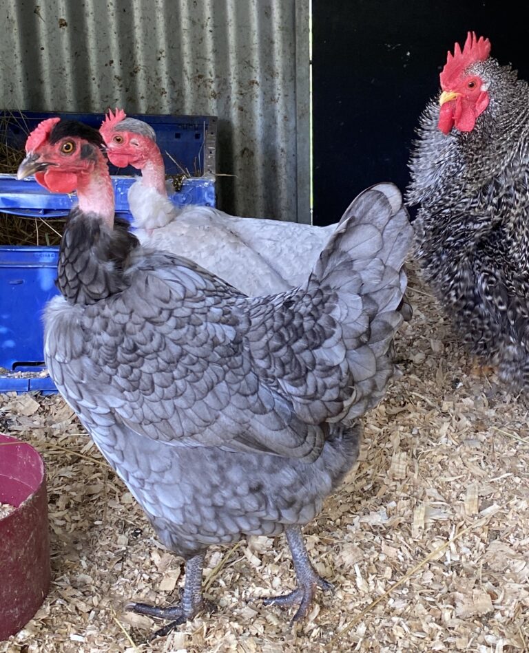 Frizzle Naked Neck Bantams – Sunset Valley Chicks