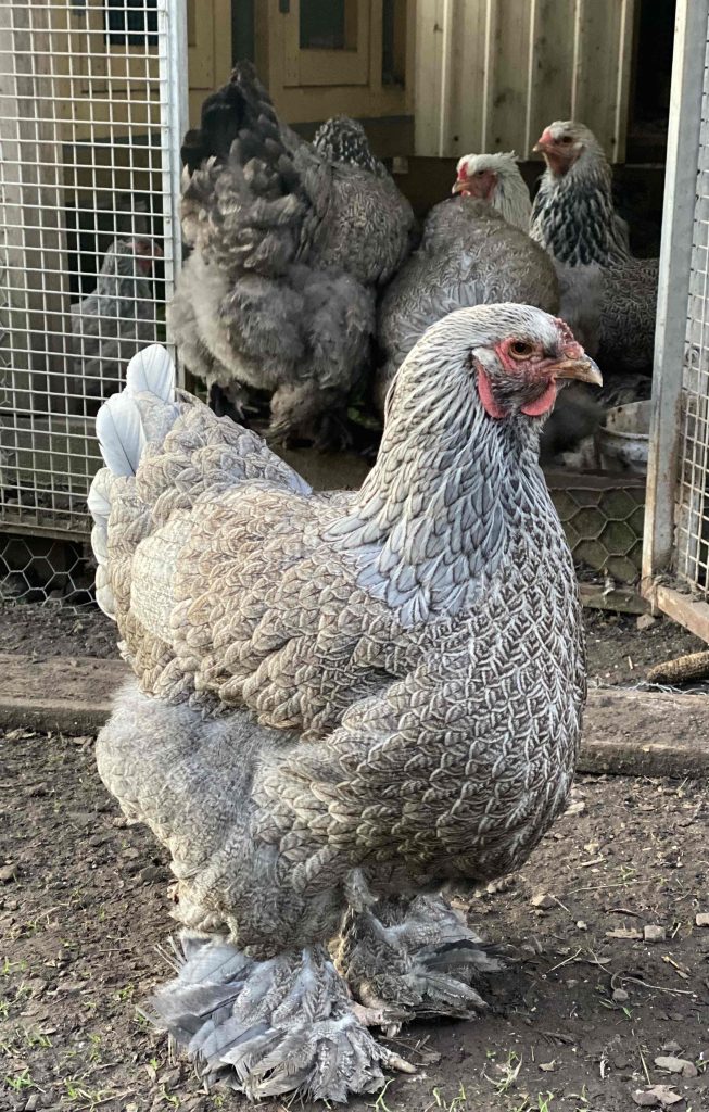 Brahma Hen