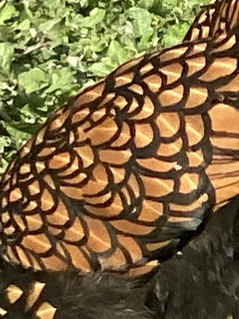 Beautiful Gold Lace Feathering.